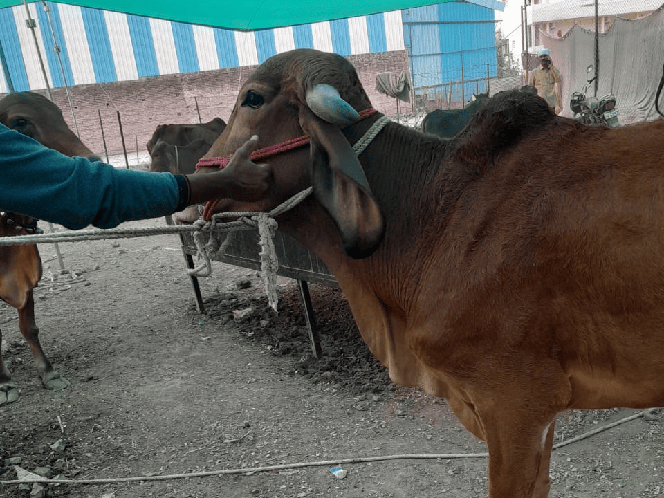 The Hidden Heroes: A Day in the Life of an Animal Rescue Worker